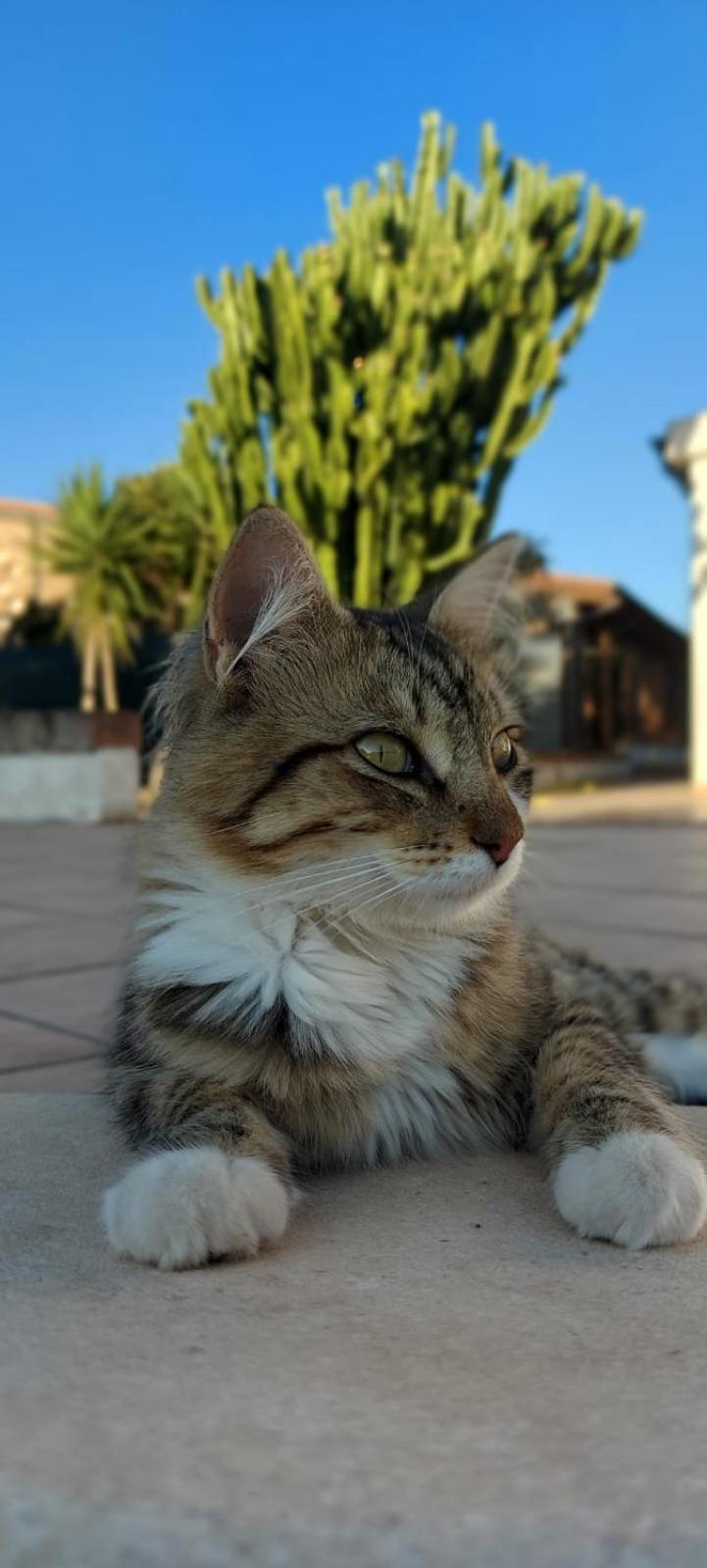 Villa Maddalena Guest House ソルソ エクステリア 写真